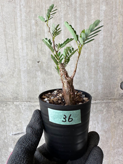 【現品限り】センナ・メリディオナリス 実生【F36】 Senna meridionalis