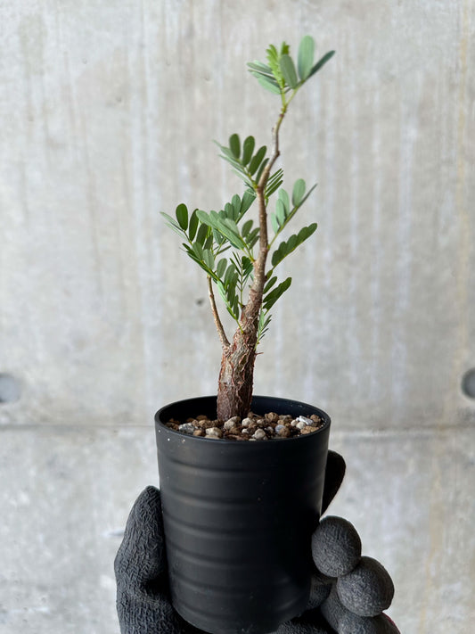 【現品限り】センナ・メリディオナリス 実生【F36】 Senna meridionalis