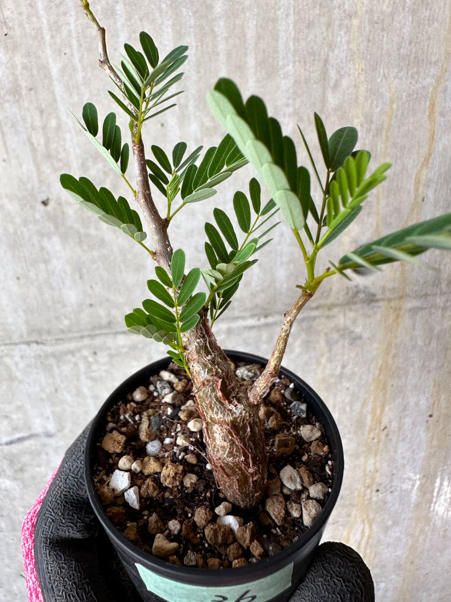 【現品限り】センナ・メリディオナリス 実生【F36】 Senna meridionalis