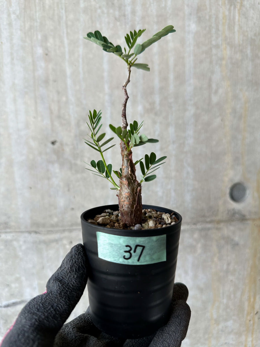 【現品限り】センナ・メリディオナリス 実生【F37】 Senna meridionalis