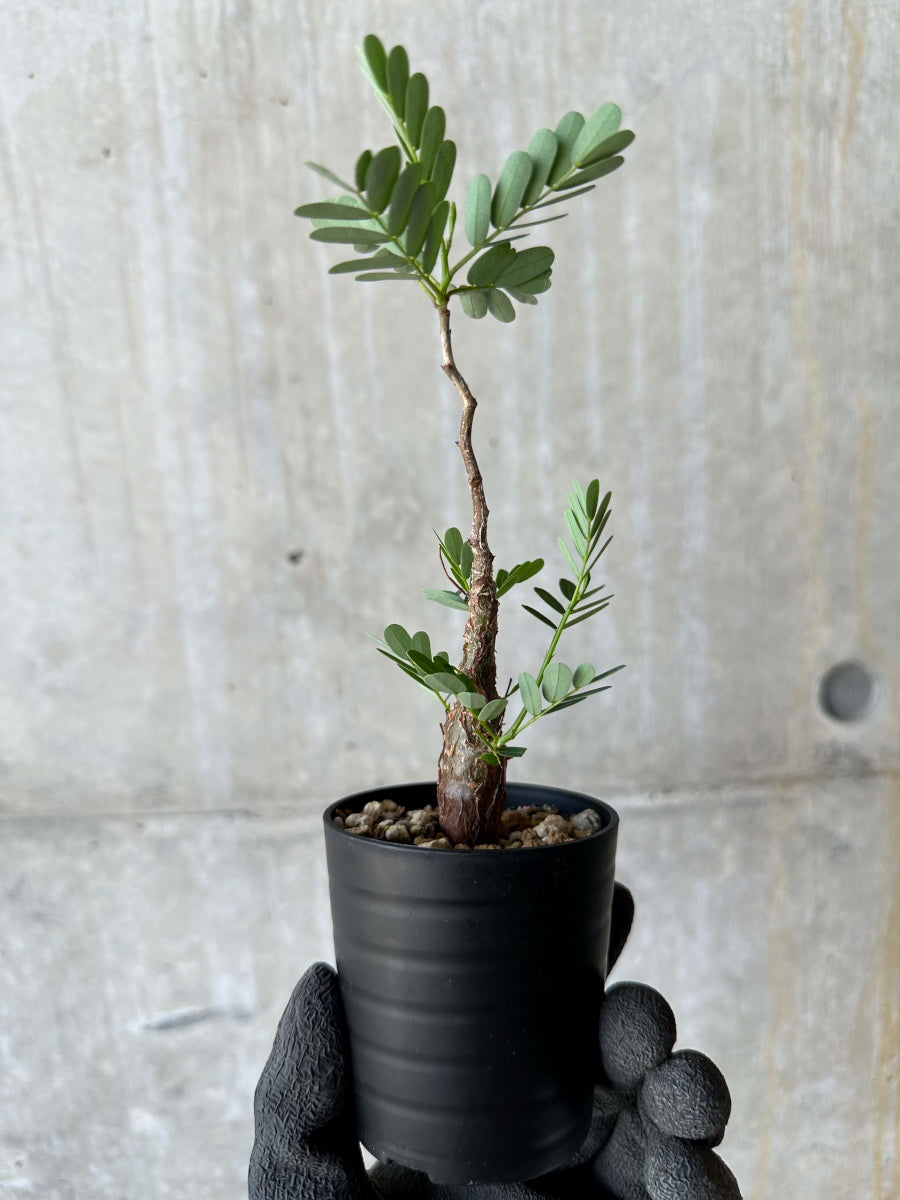 【現品限り】センナ・メリディオナリス 実生【F37】 Senna meridionalis