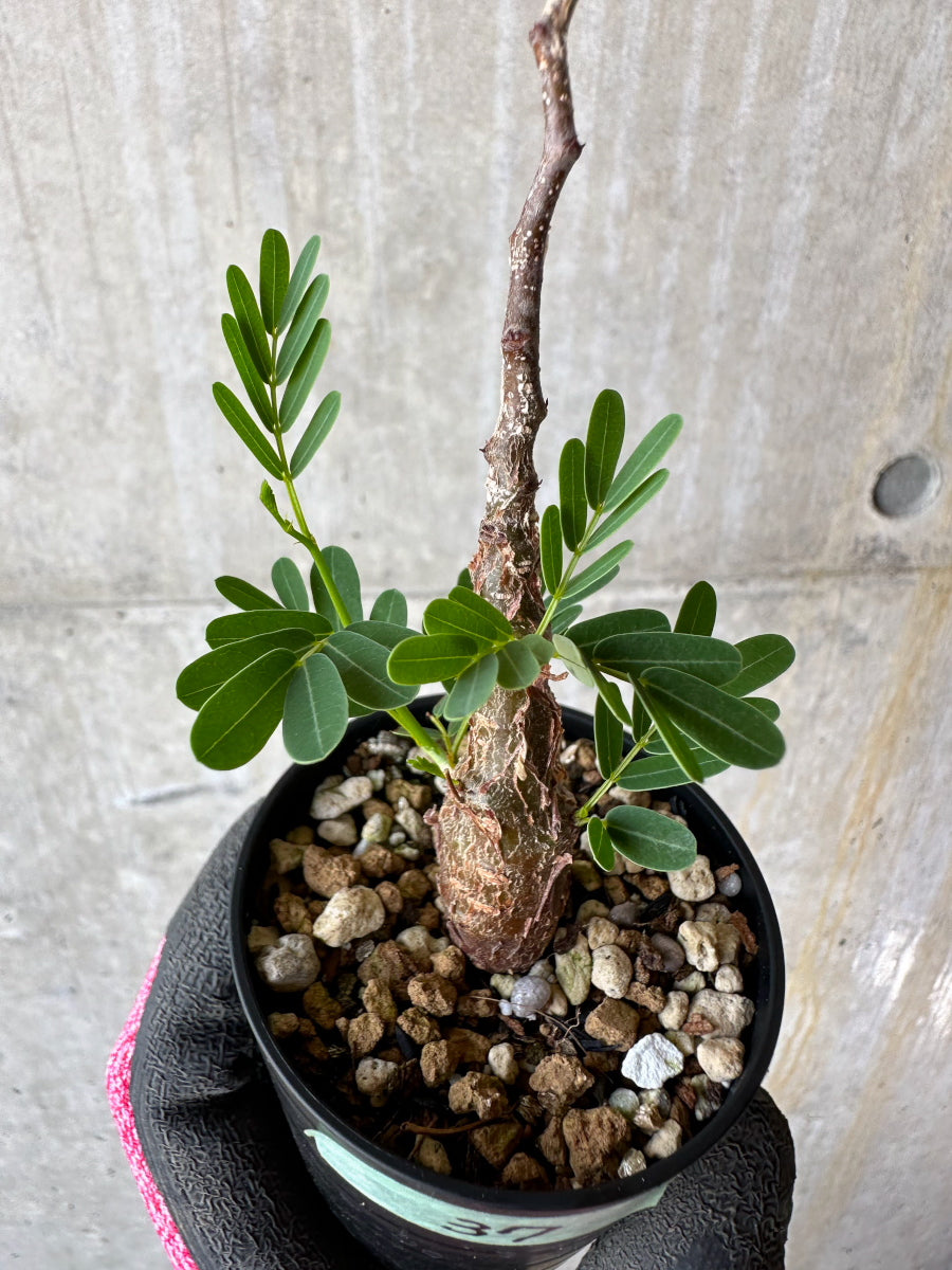 【現品限り】センナ・メリディオナリス 実生【F37】 Senna meridionalis