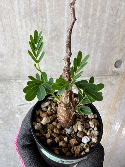 【現品限り】センナ・メリディオナリス 実生【F37】 Senna meridionalis