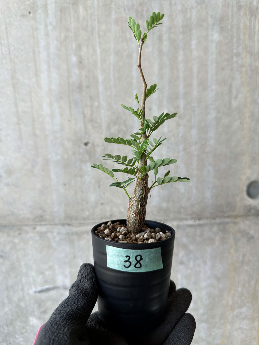 【現品限り】センナ・メリディオナリス 実生【F38】 Senna meridionalis