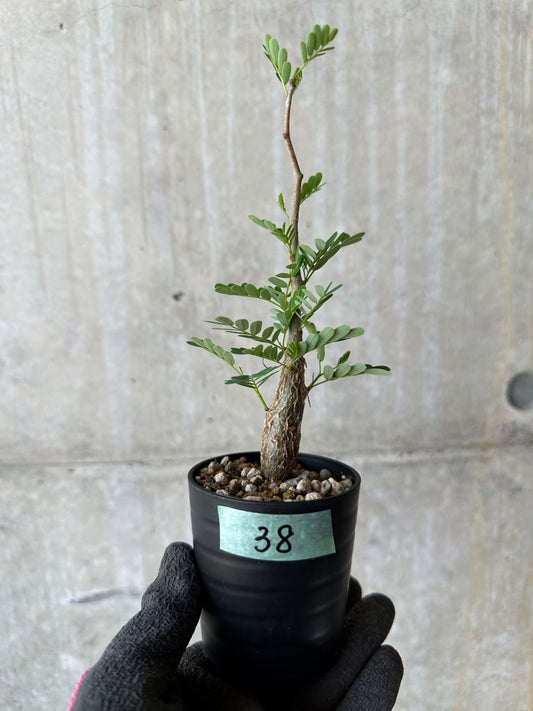 【現品限り】センナ・メリディオナリス 実生【F38】 Senna meridionalis