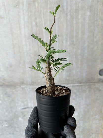 【現品限り】センナ・メリディオナリス 実生【F38】 Senna meridionalis