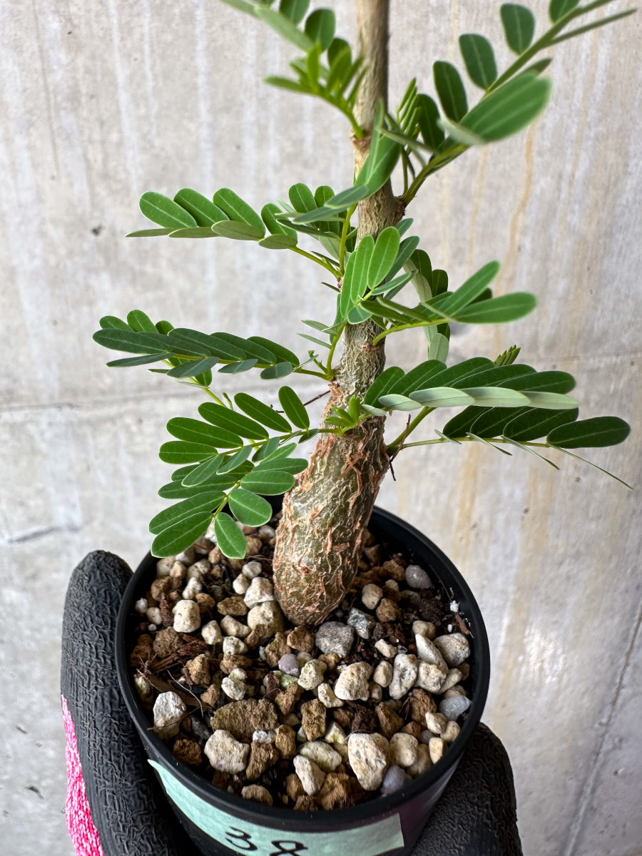 【現品限り】センナ・メリディオナリス 実生【F38】 Senna meridionalis