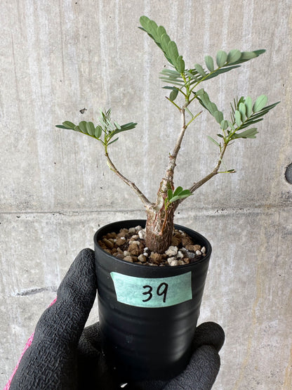 【現品限り】センナ・メリディオナリス 実生【F39】 Senna meridionalis