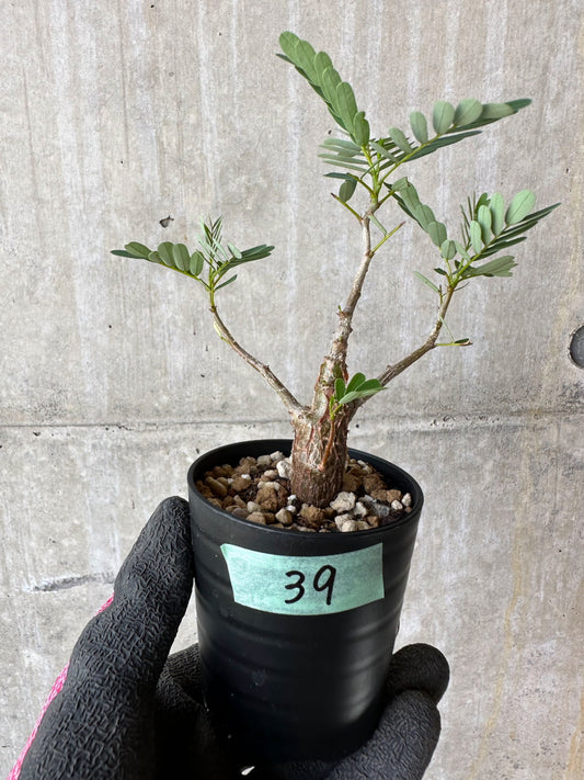 【現品限り】センナ・メリディオナリス 実生【F39】 Senna meridionalis