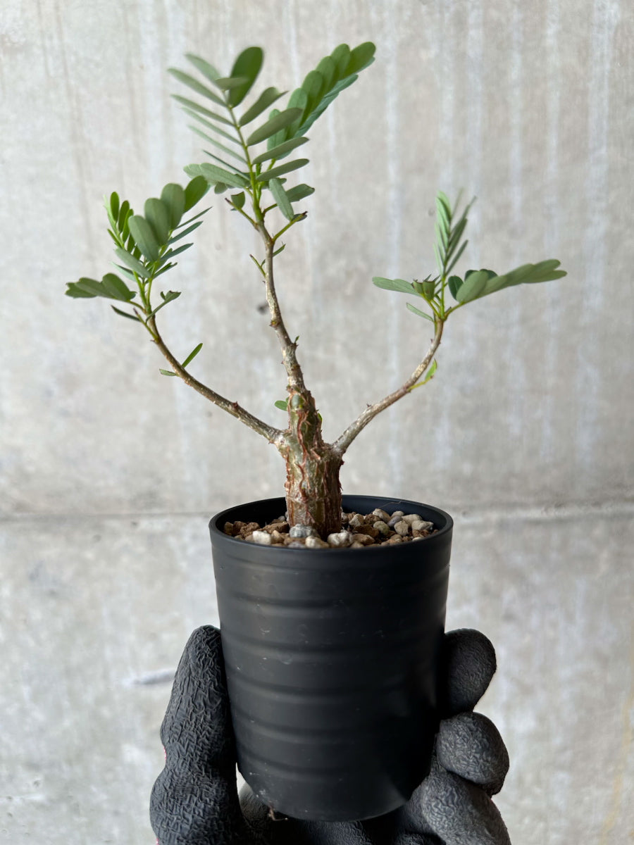 【現品限り】センナ・メリディオナリス 実生【F39】 Senna meridionalis