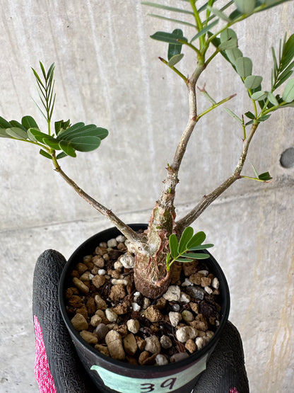 【現品限り】センナ・メリディオナリス 実生【F39】 Senna meridionalis