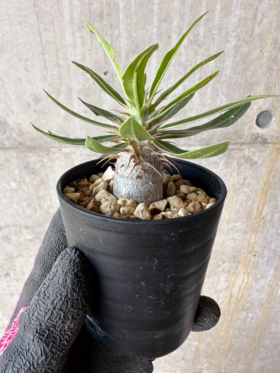 現品限り】パキポディウム・マカイエンセ【F3】 Pachypodium makayense