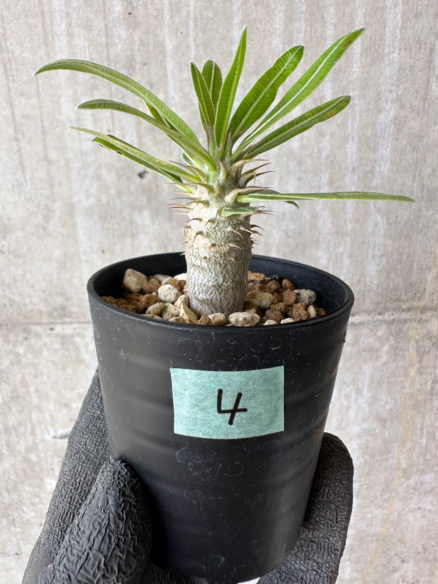 【現品限り】パキポディウム・マカイエンセ【F4】 Pachypodium makayense