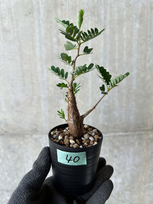 【現品限り】センナ・メリディオナリス 実生【F40】 Senna meridionalis