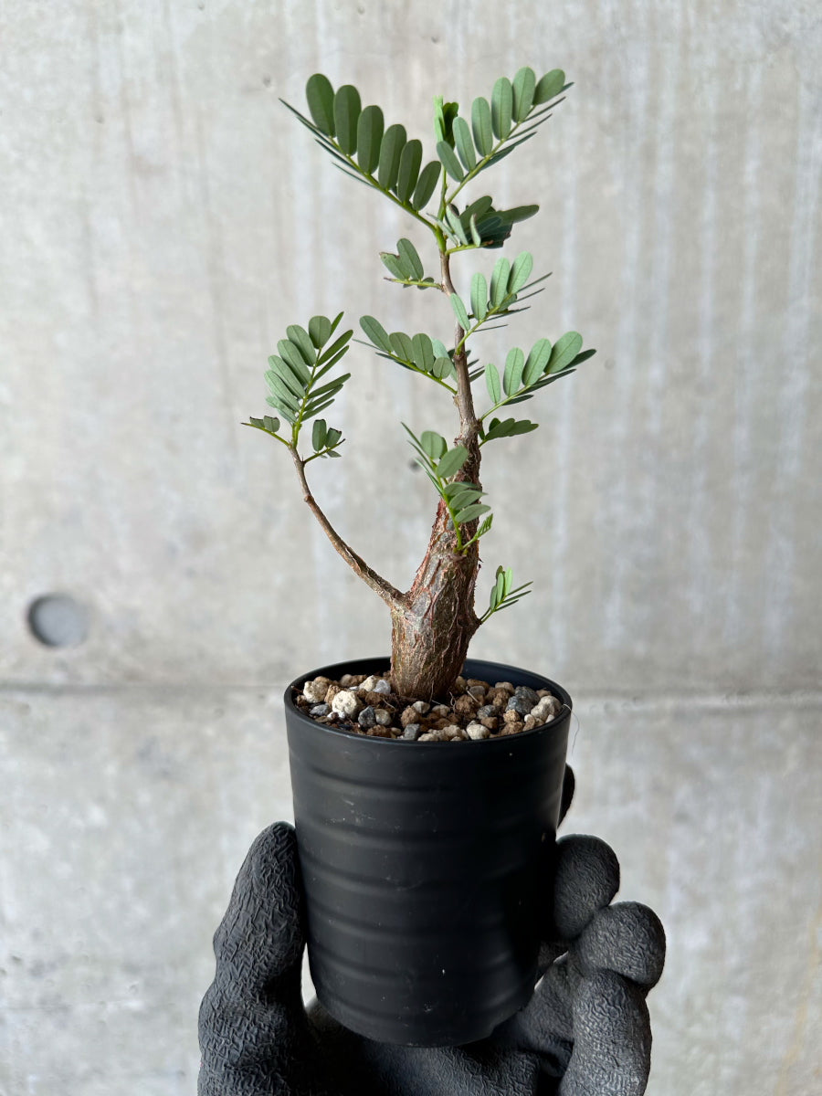 【現品限り】センナ・メリディオナリス 実生【F40】 Senna meridionalis