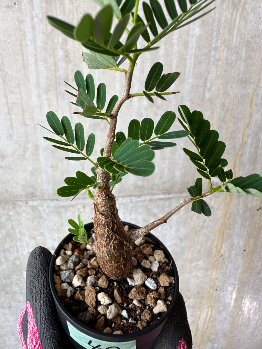 【現品限り】センナ・メリディオナリス 実生【F40】 Senna meridionalis