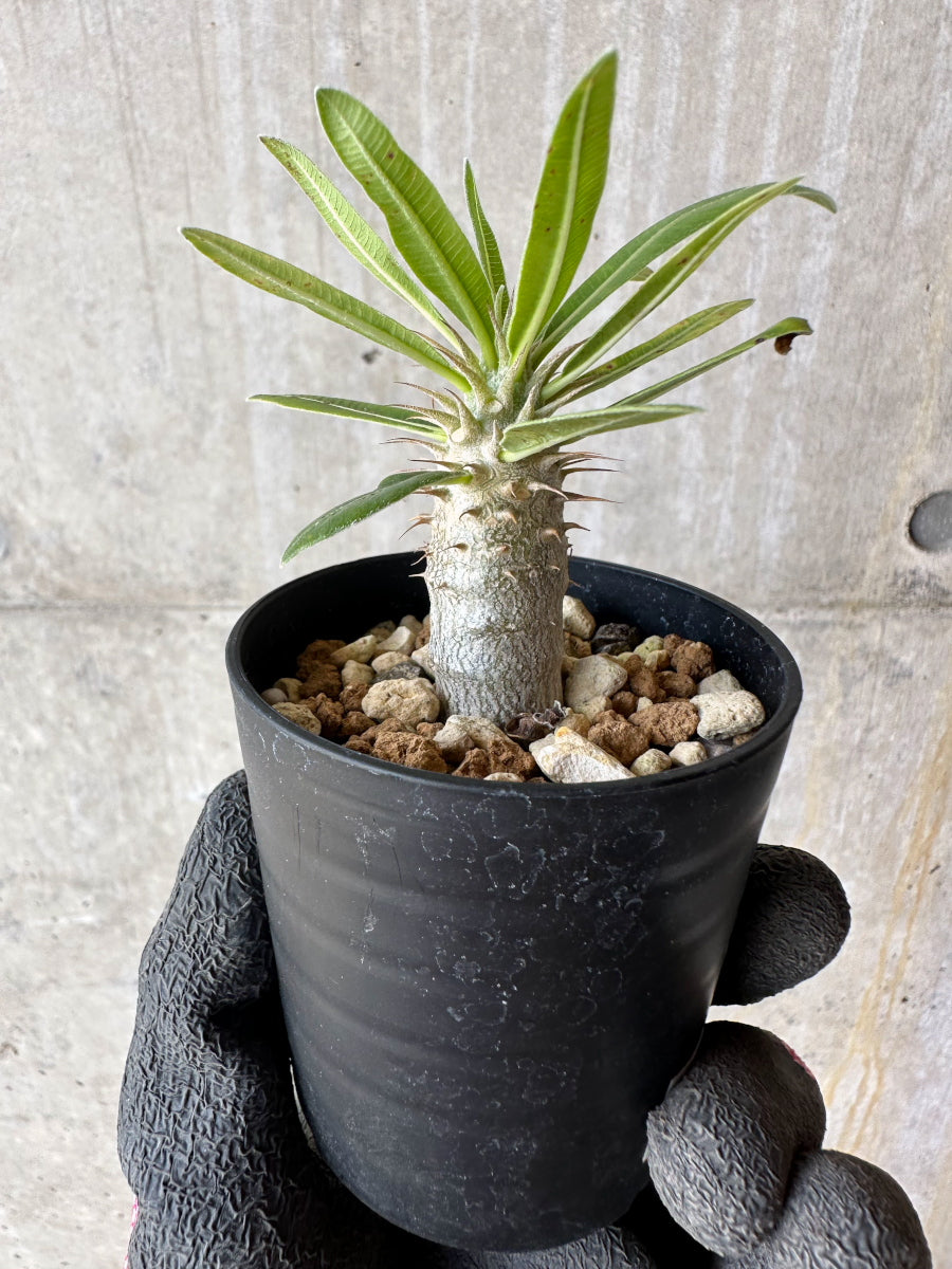 【現品限り】パキポディウム・マカイエンセ【F4】 Pachypodium makayense