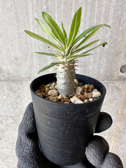 【現品限り】パキポディウム・マカイエンセ【F4】 Pachypodium makayense