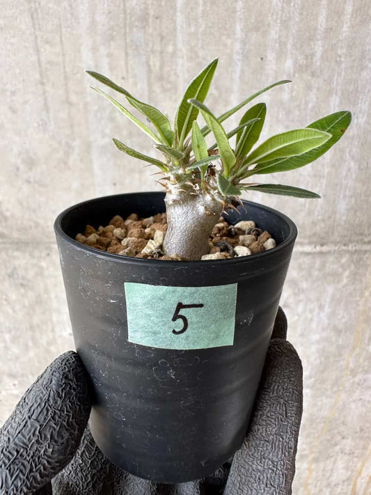 【現品限り】パキポディウム・マカイエンセ【F5】 Pachypodium makayense