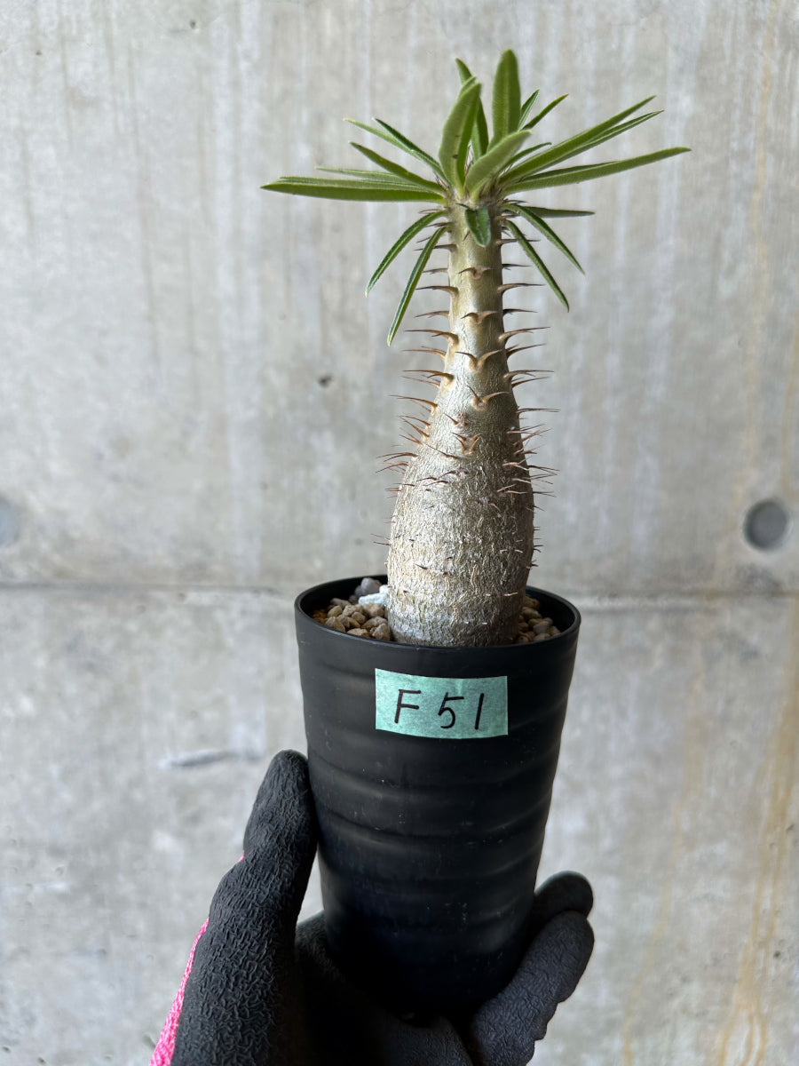 【現品限り】パキポディウム・グラキリス【F51】 Pachypodium gracilius