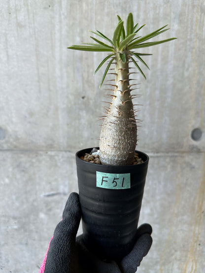 【現品限り】パキポディウム・グラキリス【F51】 Pachypodium gracilius