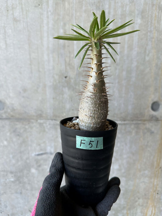 【現品限り】パキポディウム・グラキリス【F51】 Pachypodium gracilius