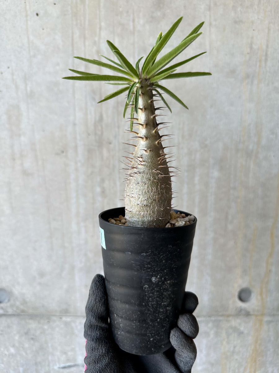 【現品限り】パキポディウム・グラキリス【F51】 Pachypodium gracilius