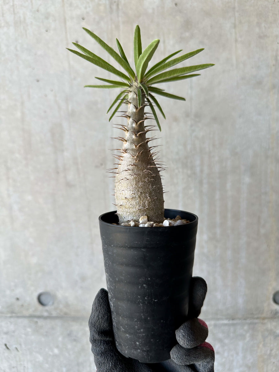 【現品限り】パキポディウム・グラキリス【F51】 Pachypodium gracilius