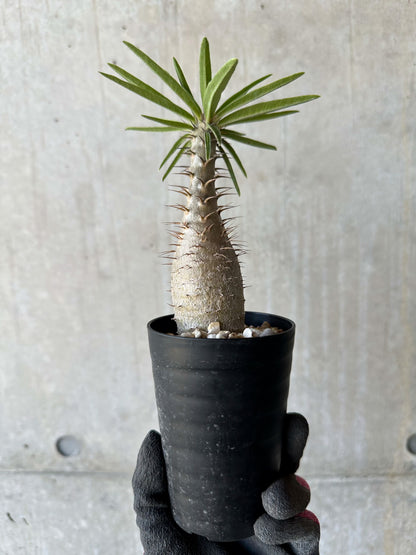 【現品限り】パキポディウム・グラキリス【F51】 Pachypodium gracilius