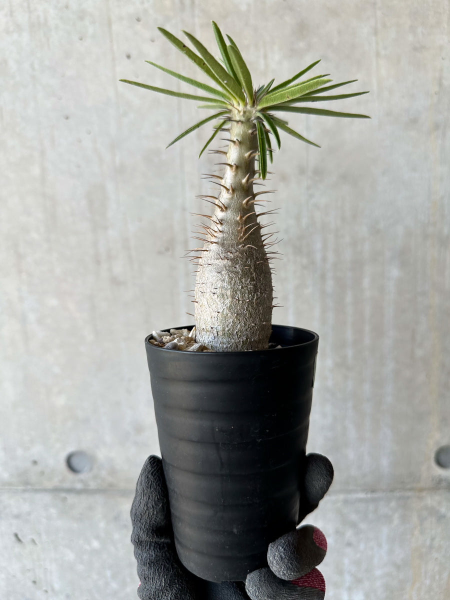 【現品限り】パキポディウム・グラキリス【F51】 Pachypodium gracilius