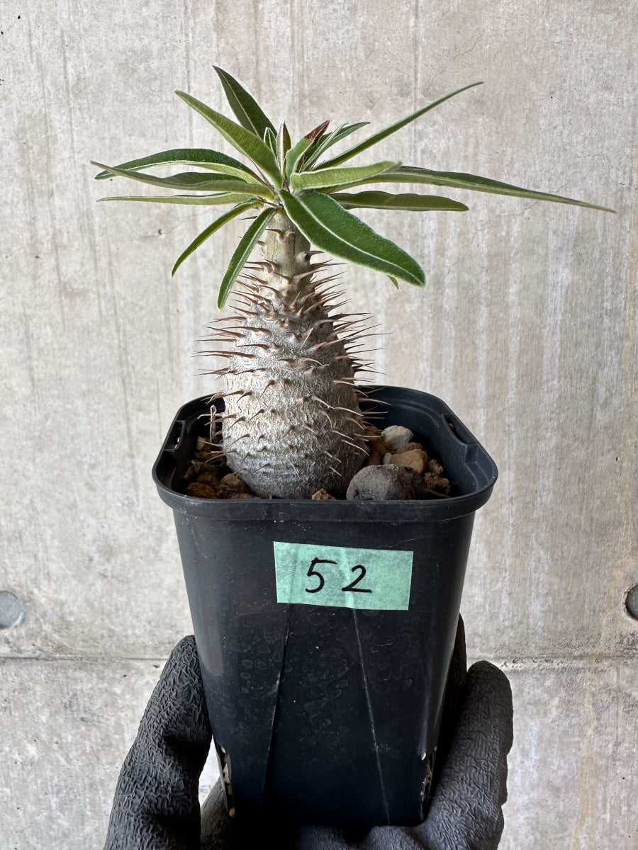 【現品限り】パキポディウム・グラキリス【F52】 Pachypodium gracilius