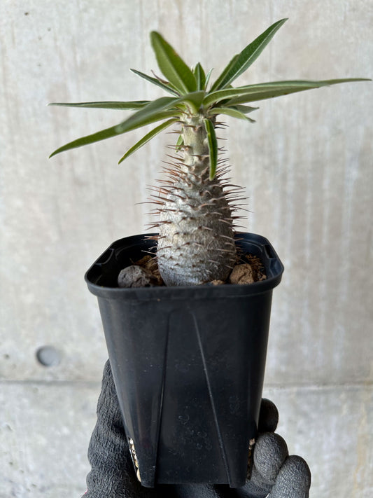 【現品限り】パキポディウム・グラキリス【F52】 Pachypodium gracilius