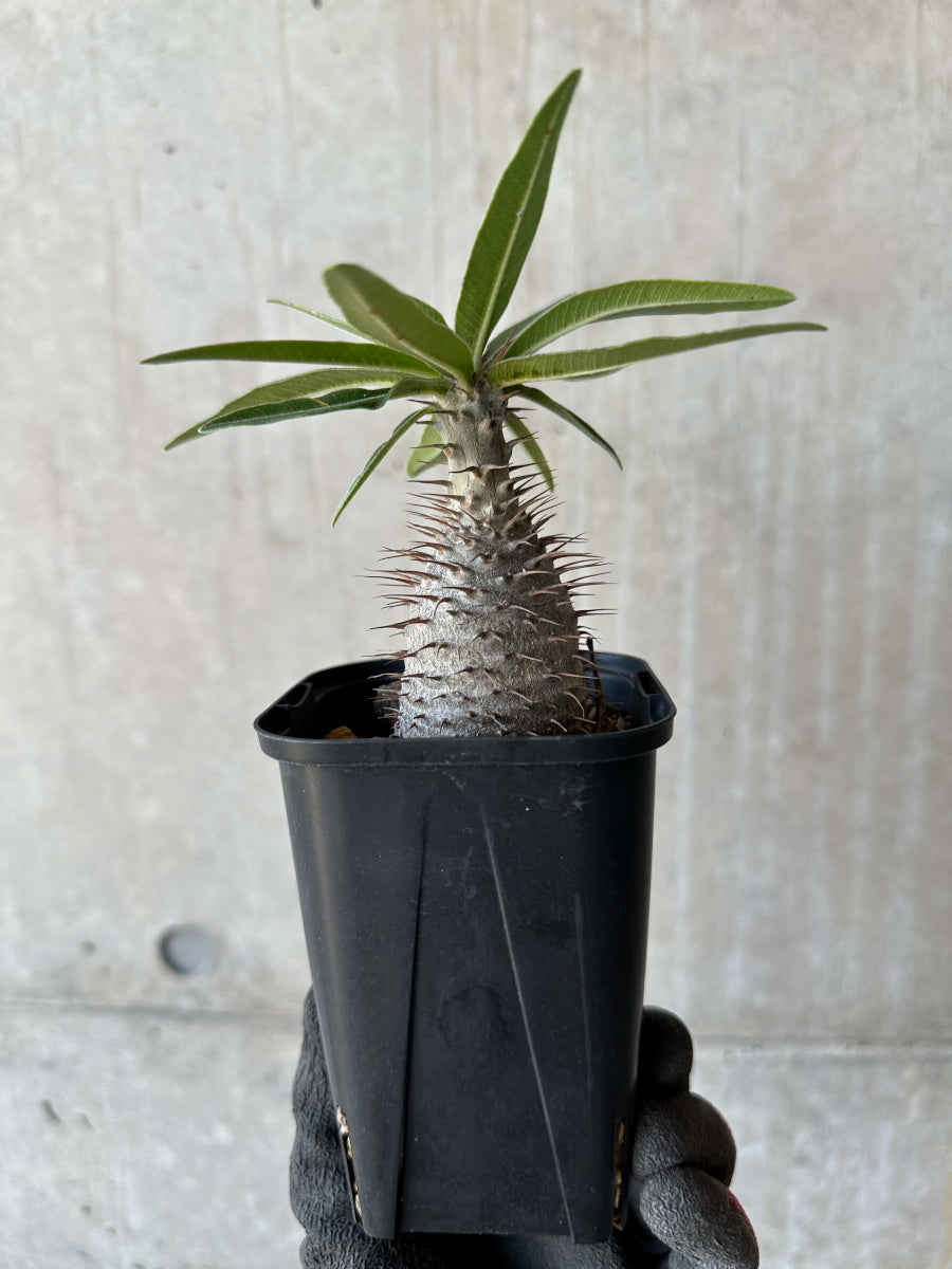 【現品限り】パキポディウム・グラキリス【F52】 Pachypodium gracilius