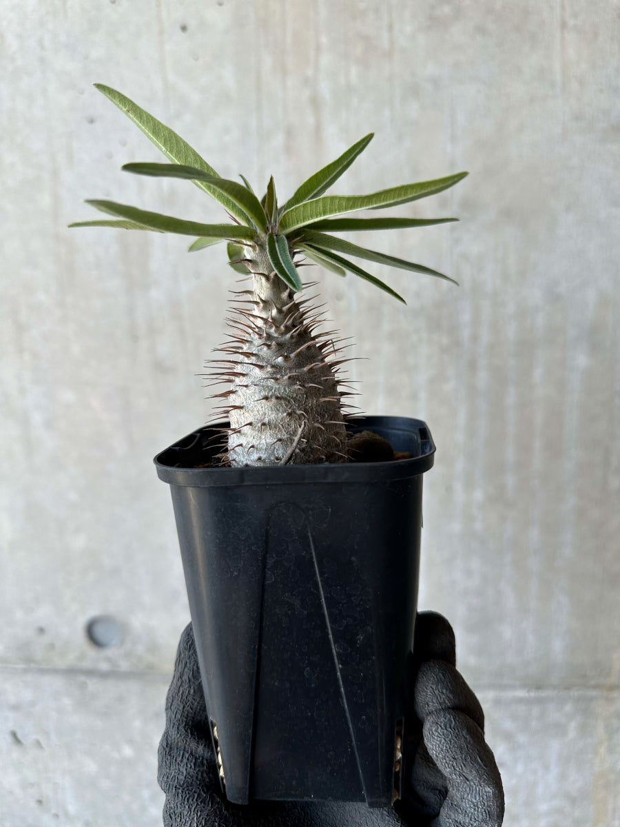 【現品限り】パキポディウム・グラキリス【F52】 Pachypodium gracilius