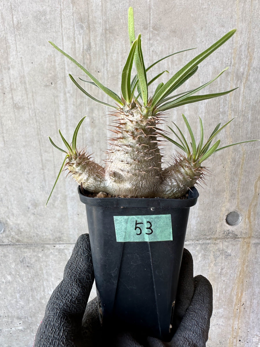 【現品限り】パキポディウム・グラキリス【F53】 Pachypodium gracilius