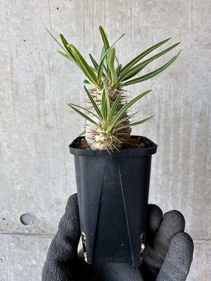 【現品限り】パキポディウム・グラキリス【F53】 Pachypodium gracilius