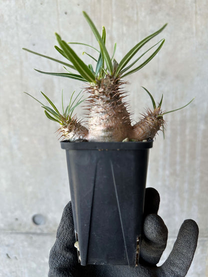 【現品限り】パキポディウム・グラキリス【F53】 Pachypodium gracilius