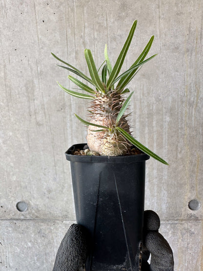 【現品限り】パキポディウム・グラキリス【F53】 Pachypodium gracilius