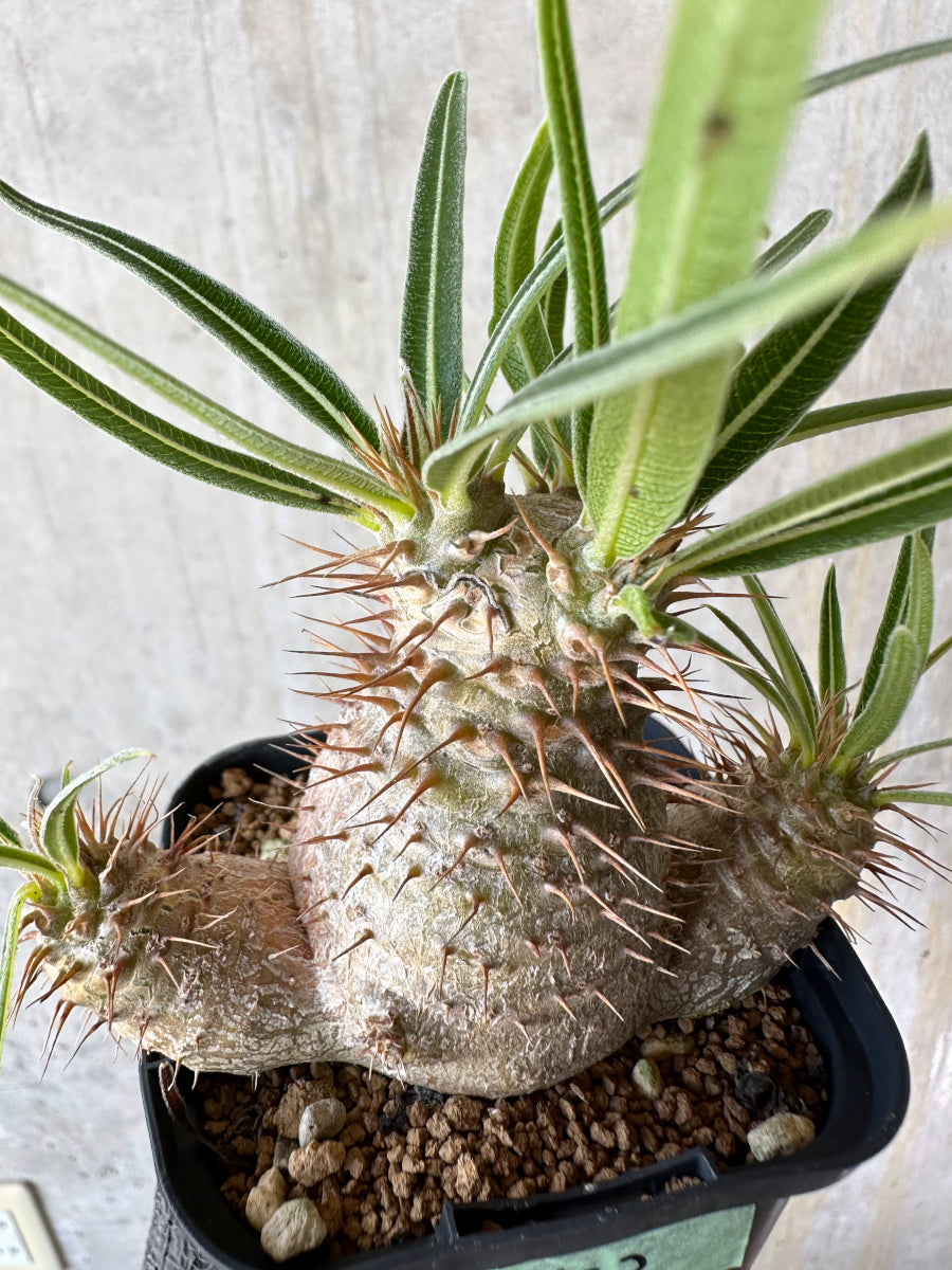 【現品限り】パキポディウム・グラキリス【F53】 Pachypodium gracilius