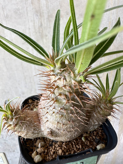 【現品限り】パキポディウム・グラキリス【F53】 Pachypodium gracilius