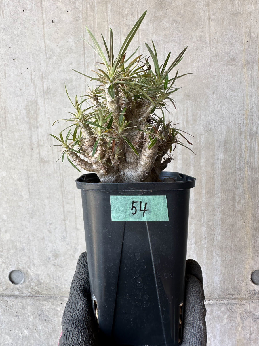 【現品限り】パキポディウム・グラキリス【F54】 Pachypodium gracilius