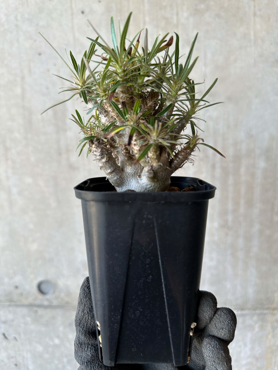 【現品限り】パキポディウム・グラキリス【F54】 Pachypodium gracilius