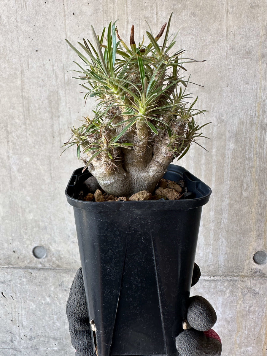 【現品限り】パキポディウム・グラキリス【F54】 Pachypodium gracilius
