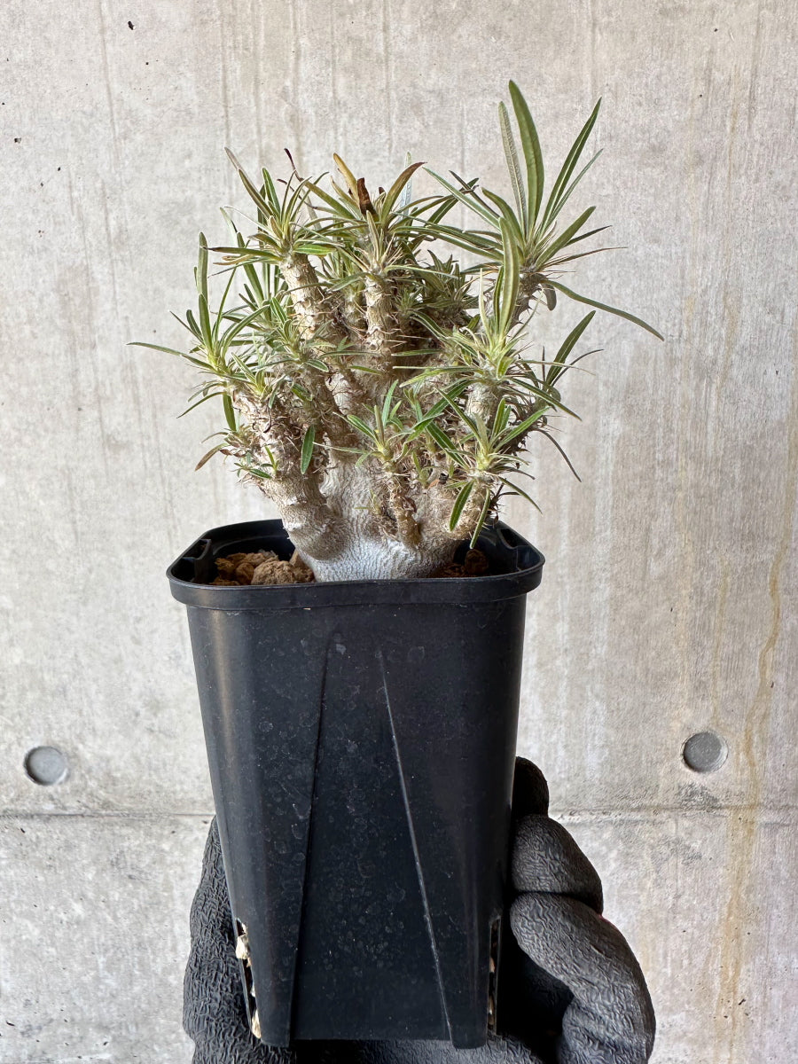 【現品限り】パキポディウム・グラキリス【F54】 Pachypodium gracilius