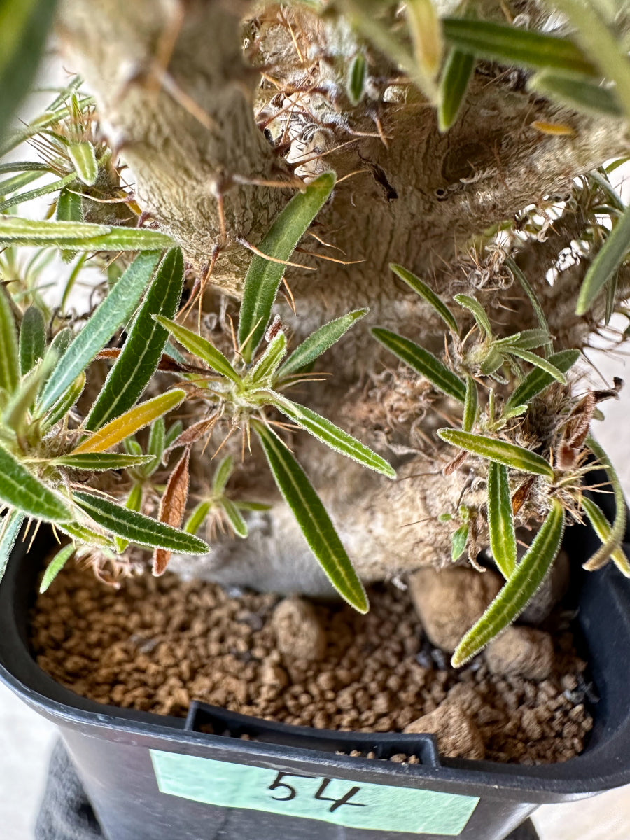 【現品限り】パキポディウム・グラキリス【F54】 Pachypodium gracilius