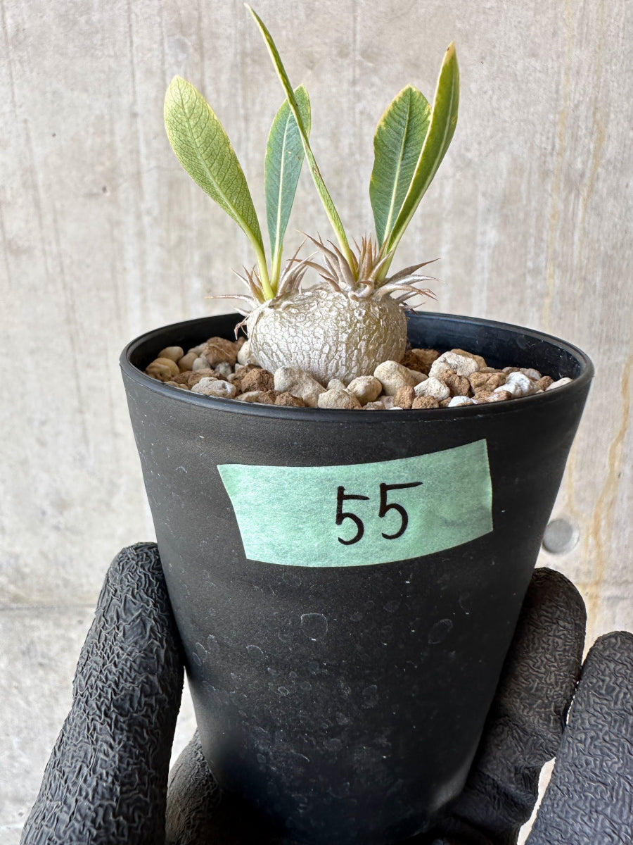 パキポディウム 恵比寿笑い Pachypodium brevicaule ㉝ 現品限り】パキポディウム・恵比寿笑い 白花【F55】 Pachypodium