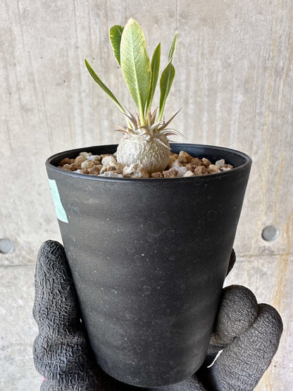 【現品限り】パキポディウム・恵比寿笑い 白花【F55】 Pachypodium brevicaule leucoxanthum