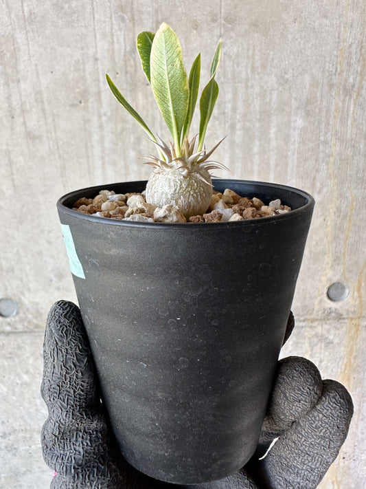 【現品限り】パキポディウム・恵比寿笑い 白花【F55】 Pachypodium brevicaule leucoxanthum