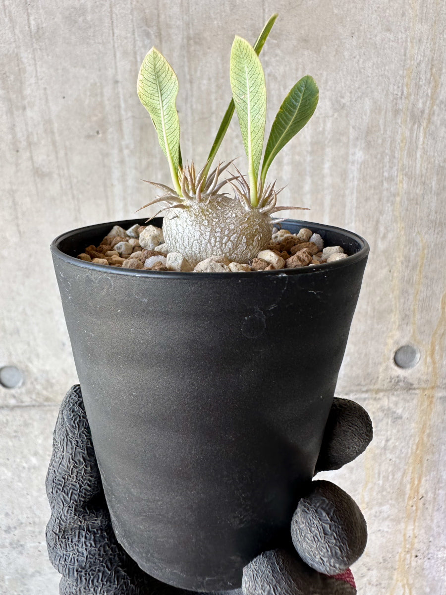 現品限り】パキポディウム・恵比寿笑い 白花【F55】 Pachypodium