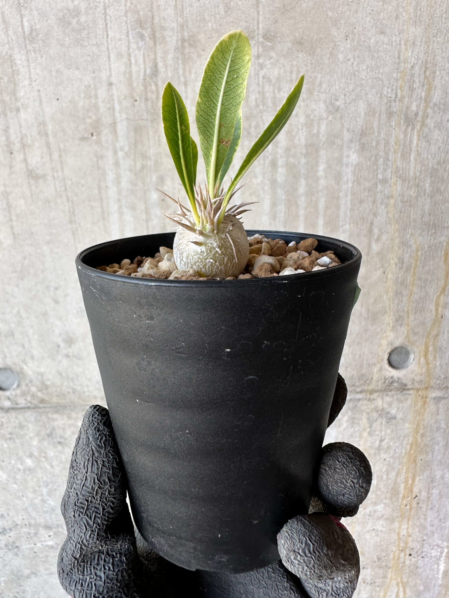 【現品限り】パキポディウム・恵比寿笑い 白花【F55】 Pachypodium brevicaule leucoxanthum